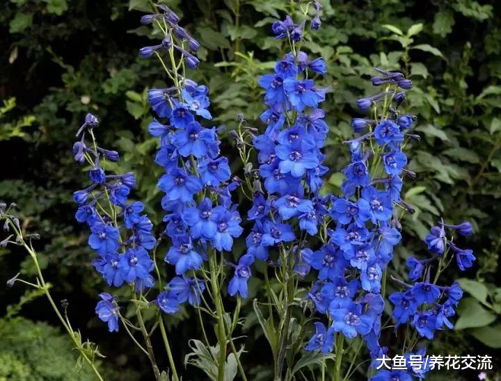 这些花在路边摘一些种子就能繁殖出来, 开花还特别灿烂