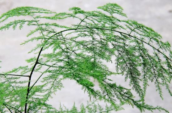文竹冬天“黄叶”, 把这“3处”把握好, 绿茸茸叶片窜出来!