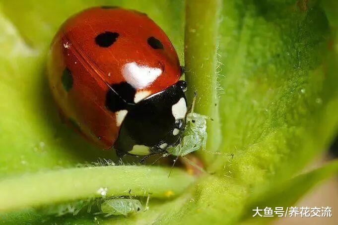盆栽植物感染蚜虫不想喷药, 可用这十种有机的方法杀害虫
