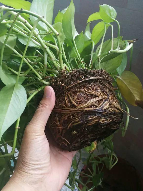 家里的这3种花, 换土就要趁现在, 不然冬天熬不住!