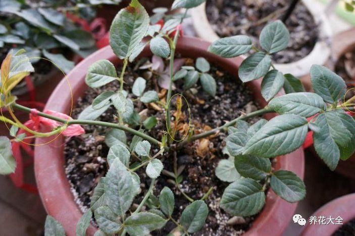 茉莉迟迟不开花? 给它剪剪枝, 新芽长不停!