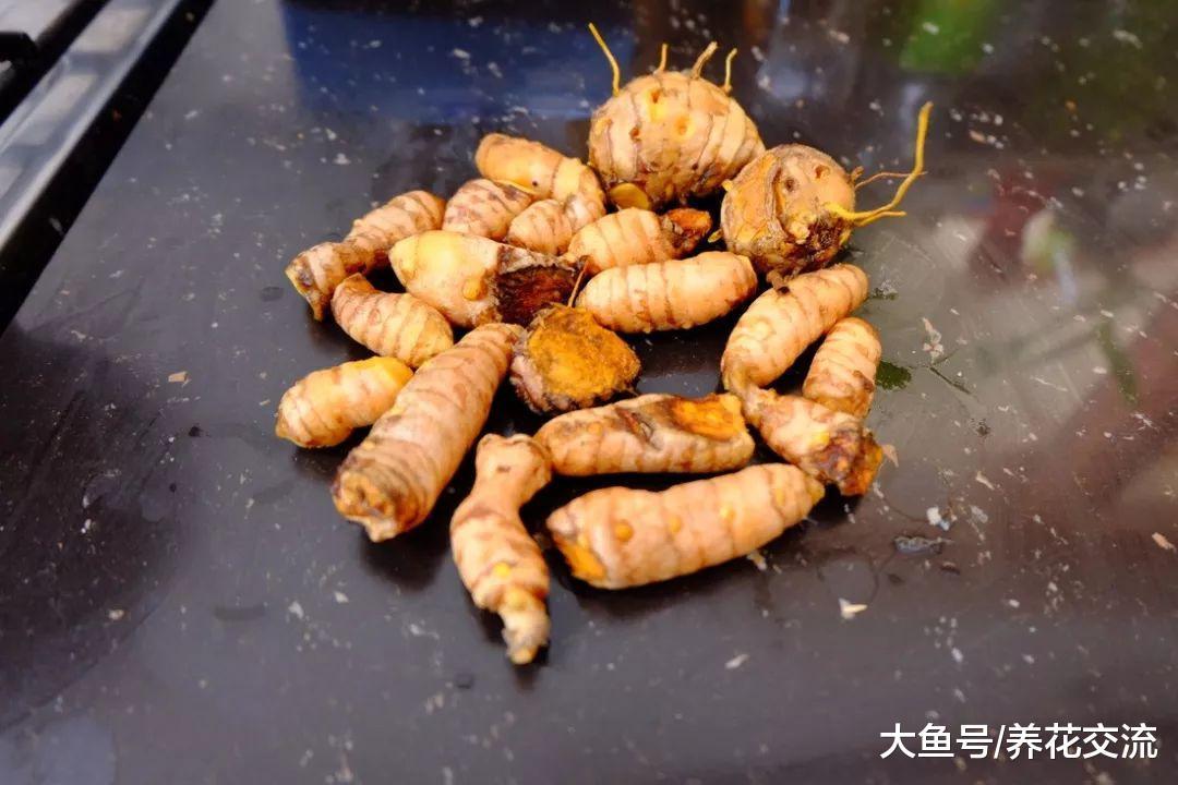 对健康有益的姜黄, 没想到还这么容易养护, 开出荷花一般的小花