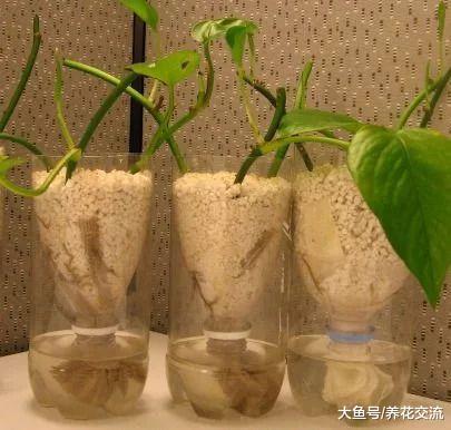 离家之后这几个方法都能解救你的植物, 自制简易自动浇水技巧