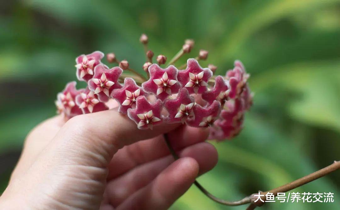 9种观赏性特别好的室内盆栽植物, 甚至可以养成吊盆