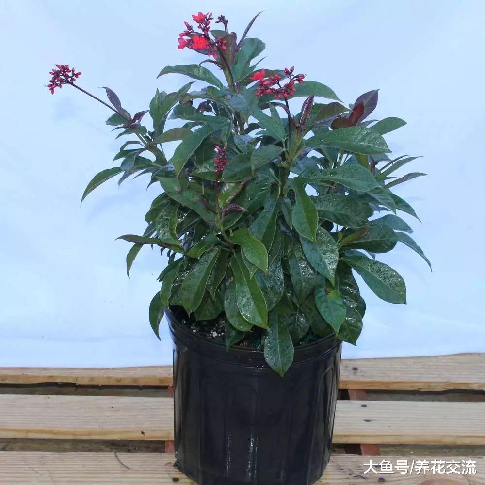 这种热带花清新迷人, 每年开花保持一百多天, 为啥那么少人养