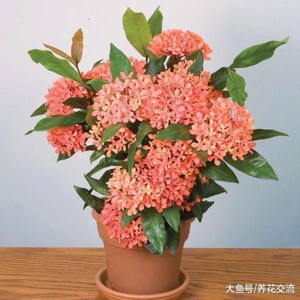 家里养这十种红色的盆栽花卉, 整个家里都变得更加有活力