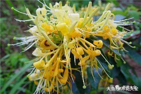 养花就选这5种, 健康又长寿, 而且好养易开花!