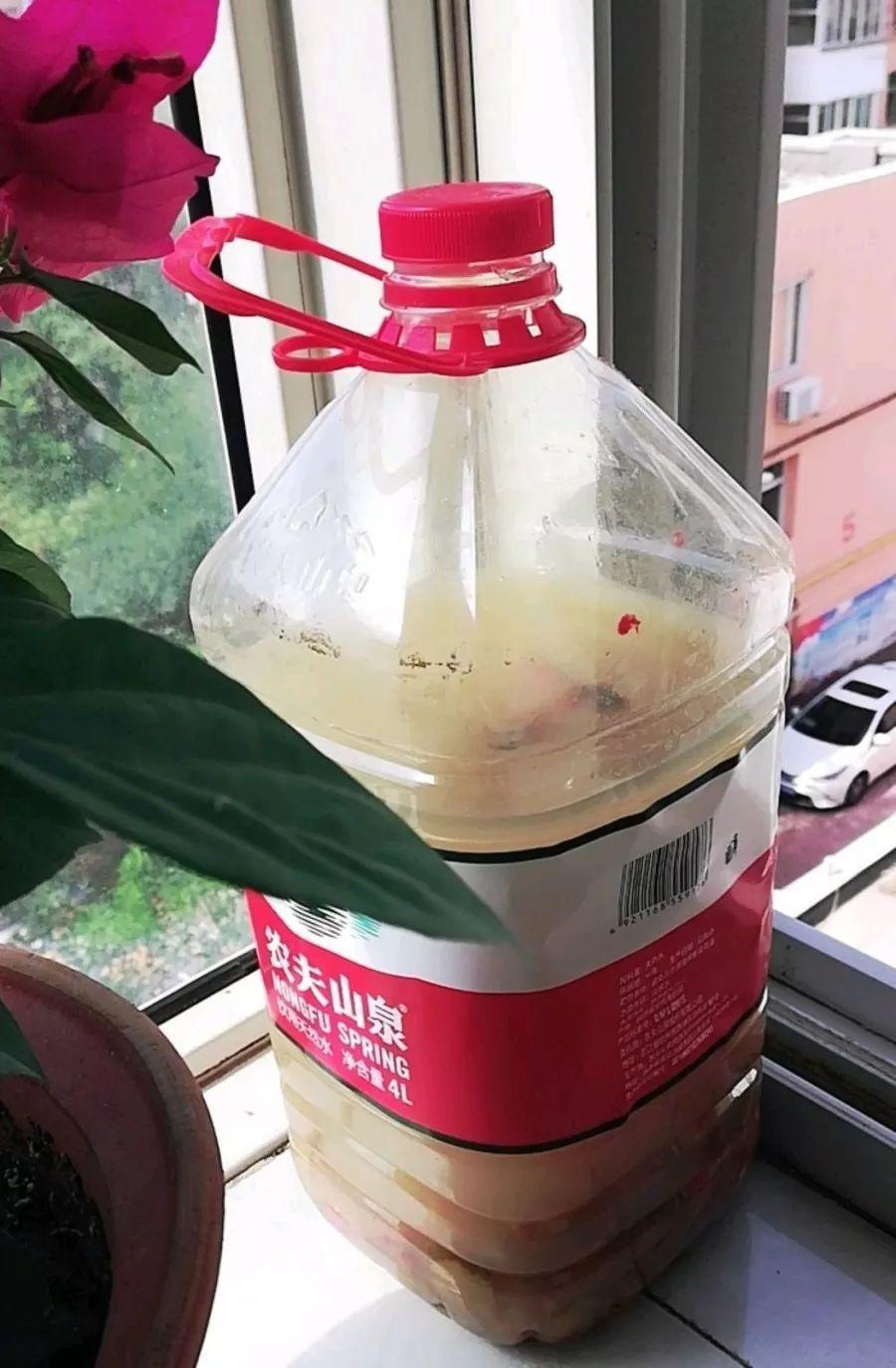 花也爱吃大米饭, 1次能吃3大碗, 转眼窜成绿瀑布!