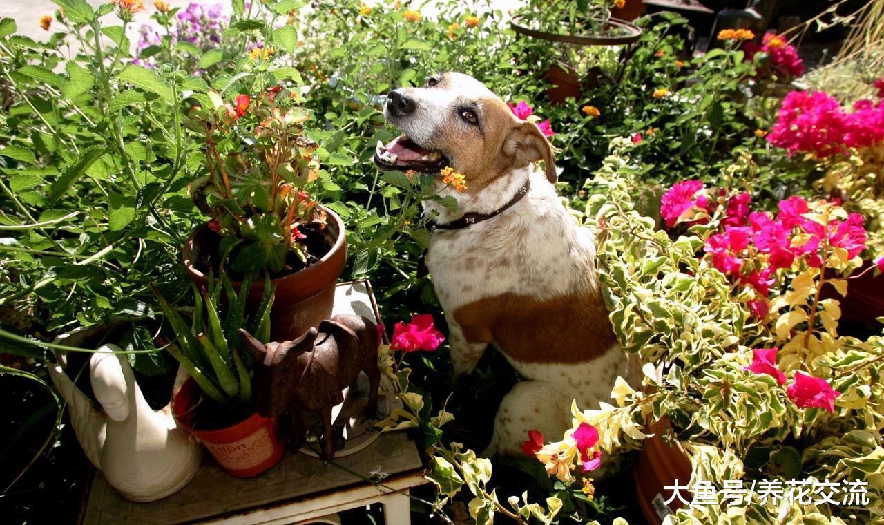 对狗非常友好的植物, 这样花卉都适合养在有宠物的家庭