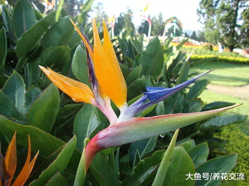 在室内养护天堂鸟促进开花的几个关键技巧