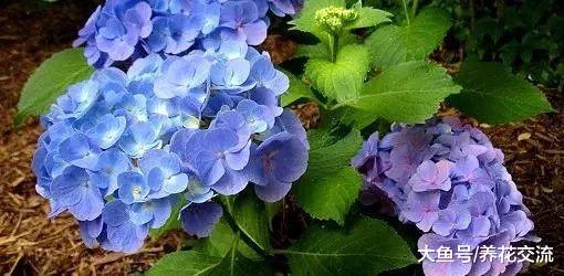 绣球花养了3、4年都没办法开花, 可能是这几点没做好