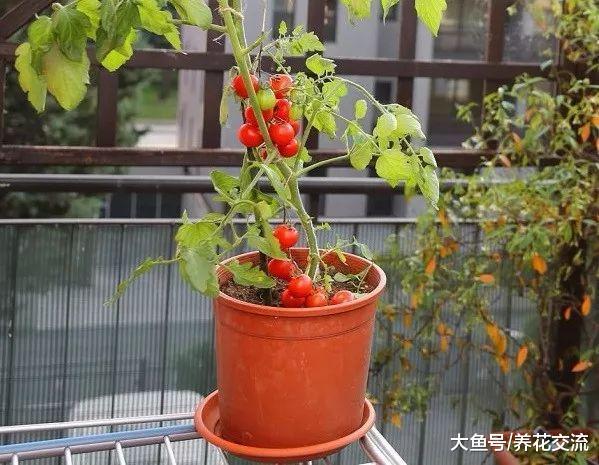 盆栽的番茄总是长不好, 可能是有一个简单的事没有做好