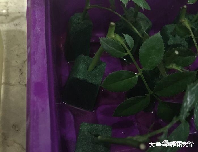 这5种花别在花钱买了, 学会扦插, 一盆变多盆!
