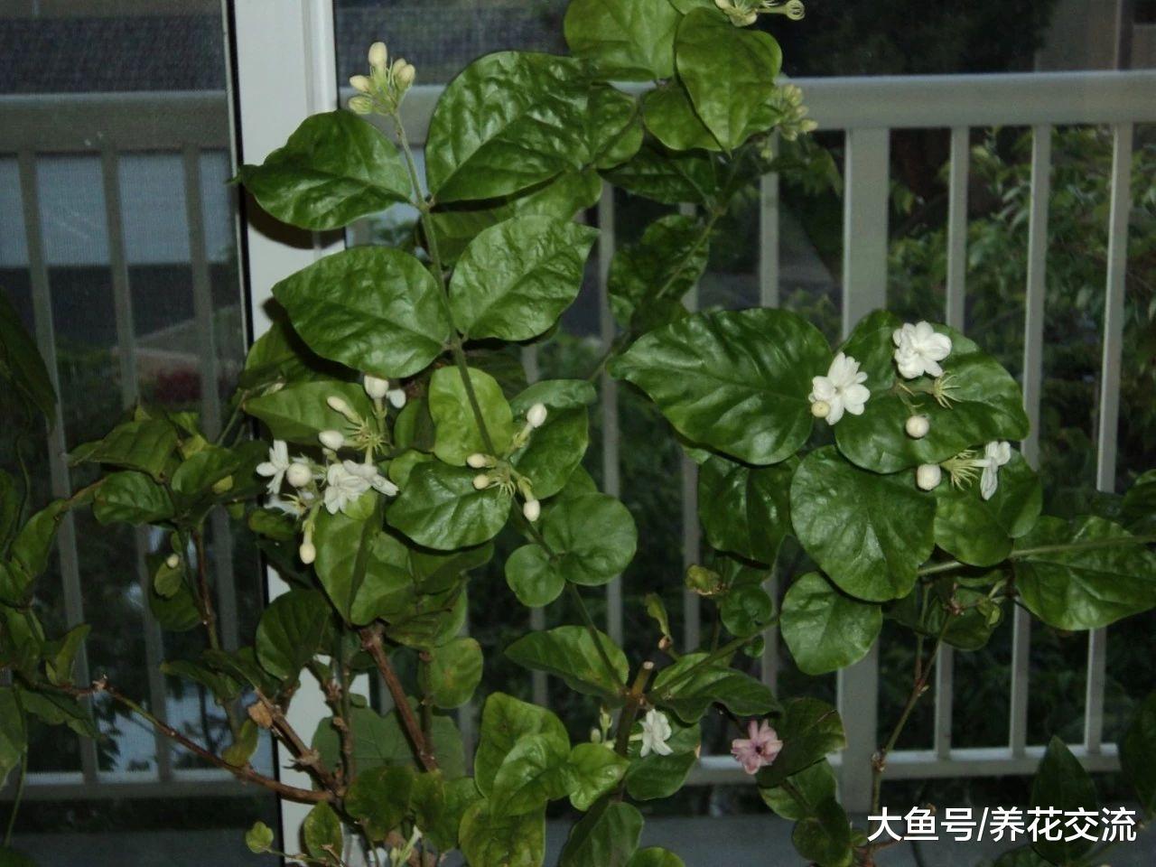 四五月开花非常旺盛的开花小灌木, 种在院子旁边最适合