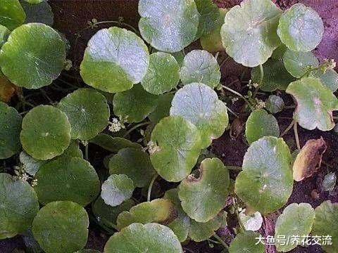 只要有水分和光照就能保持良好生长的铜钱草, 定期浇水就能活