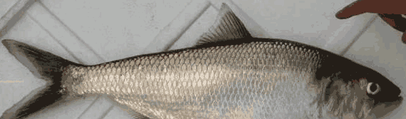 最娇嫩的鱼, 传说被碰下鱼鳞就会死去, 即使人工养殖也达到几千一斤