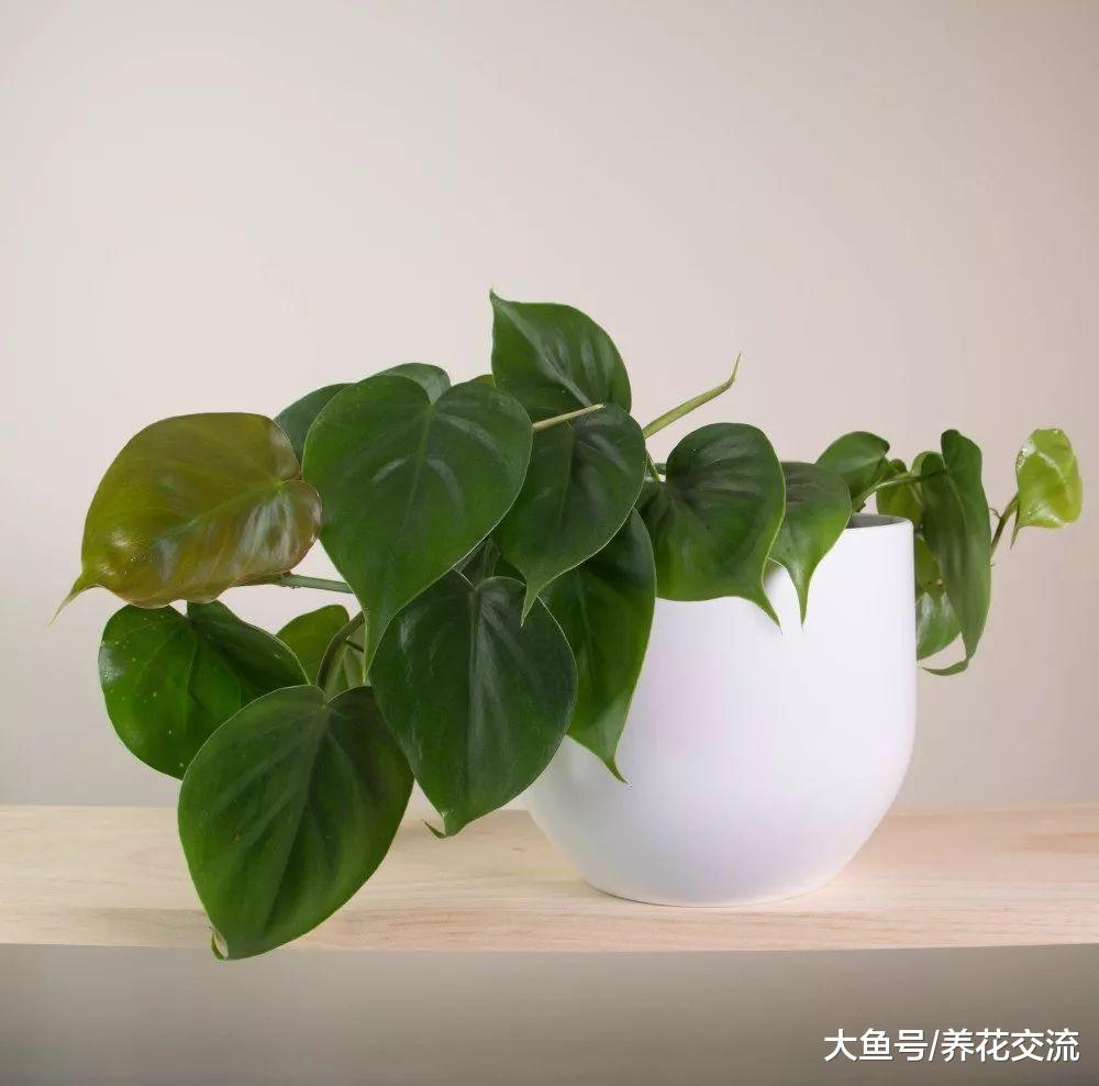 养在餐桌上最好的室内植物, 选这几种就不会错
