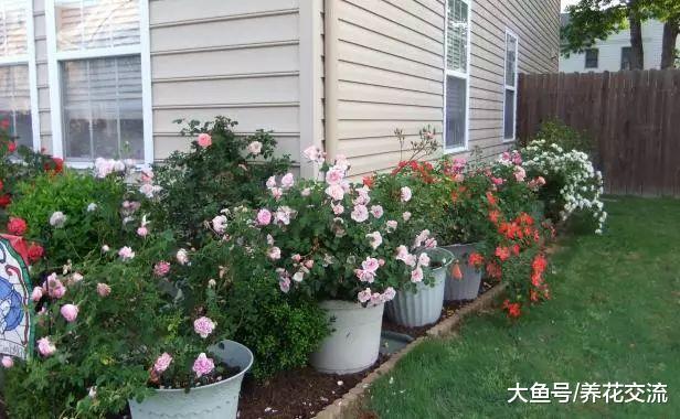 用花盆栽培月季花需要注意的事项, 促进不断开花的技巧