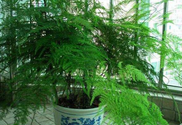 张大爷养文竹10年, 1月加点“它”, 年年开花成了“翡翠球”