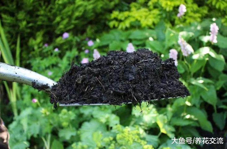家里吃剩下的鸡蛋壳不要丢, 可以做养花肥料, 还能驱虫