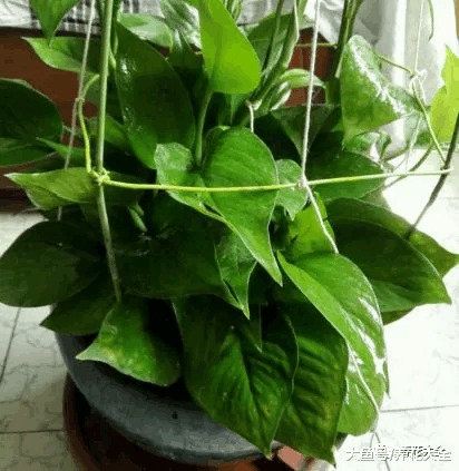 给花喝点醋, 5天黄叶变绿叶, 效果堪比“神仙水”!