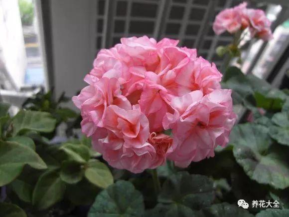 休眠的天竺葵, 学会这样养, 轻轻松松过夏天!