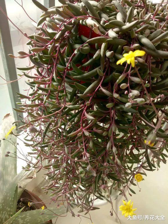 天气越来越热, 不如养盆蓝雪花, 遮阴又好看!