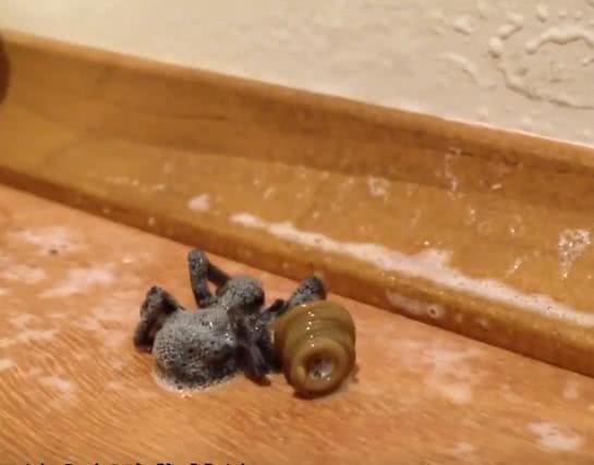 女子住酒店发现一只蜘蛛, 将喷虫剂喷它身上后, 她顿时感到恶心