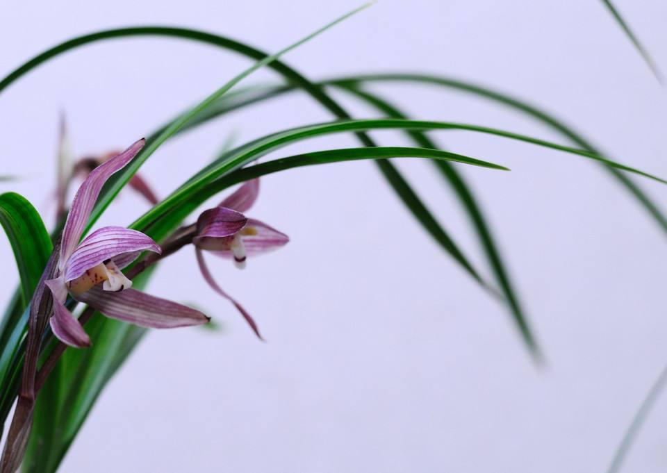 选购兰花时鉴别质量的4个小技巧