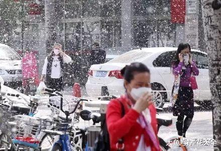 室外漫天飞絮, 快在家养盆龟背竹吧, 比净化器还好用!