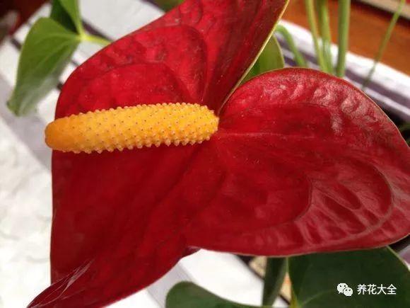 家里的红掌老黄叶? 放在这里养, 一个周就恢复!