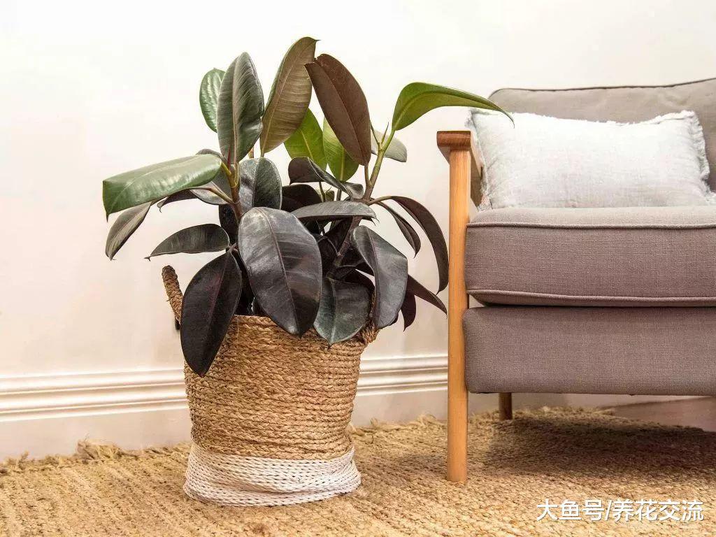 几种适合养在客厅里的大型盆栽绿植, 看起来格外大气