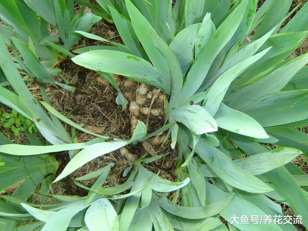 多年生开花植物用分株的方法繁殖, 很快就能长满一大片