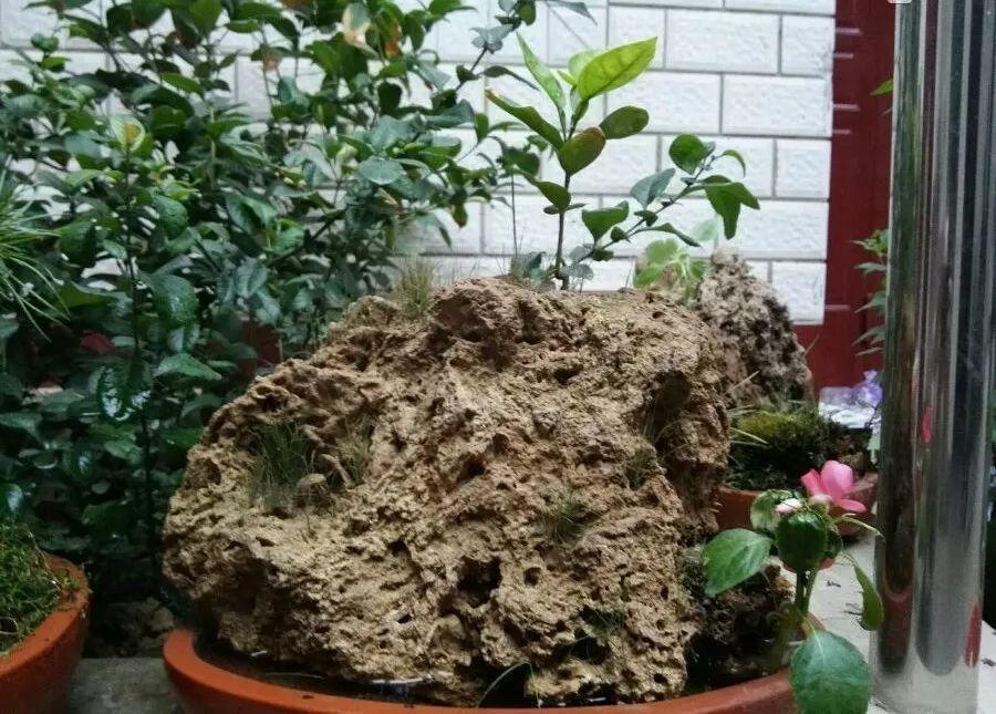 捡块石头摆桌上, 几天没管, 长成一个小盆景!