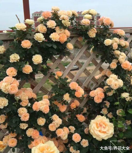 月季兰花轻轻掰一下, 10天冒小芽, 1个月就爆盆!