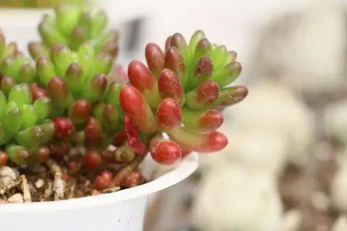 新手该怎么选择适合的多肉? 这14款好养易活的多肉了解一下!