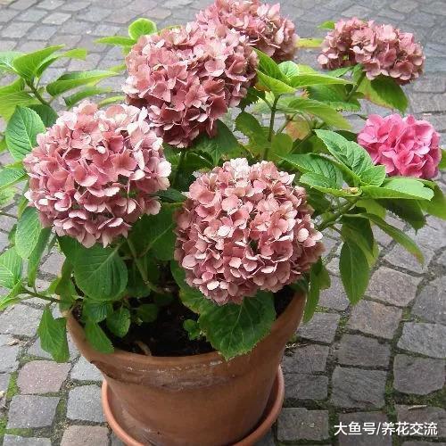 为什么我的绣球花养了三年都没有花朵, 是哪里做错了呢?