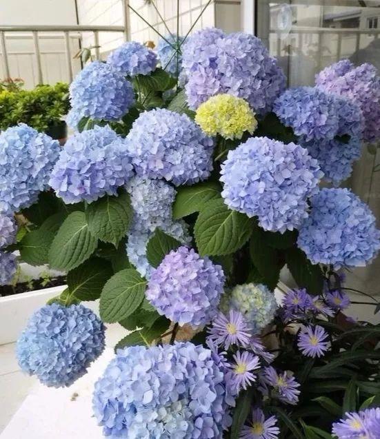 餐厅里养绣球花, 闻着就头晕, 连饭都吃不下!