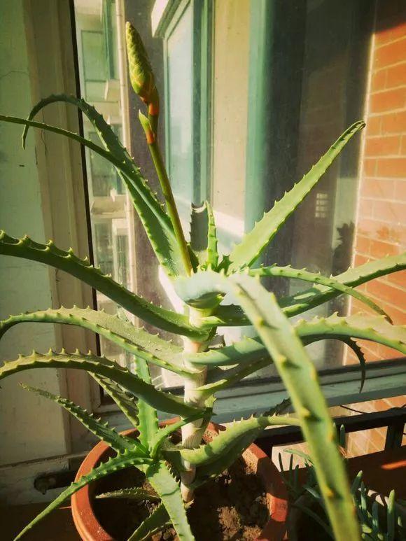 给花用点黄豆肥, 芦荟也能养开花, 红艳艳的一串挂枝头!