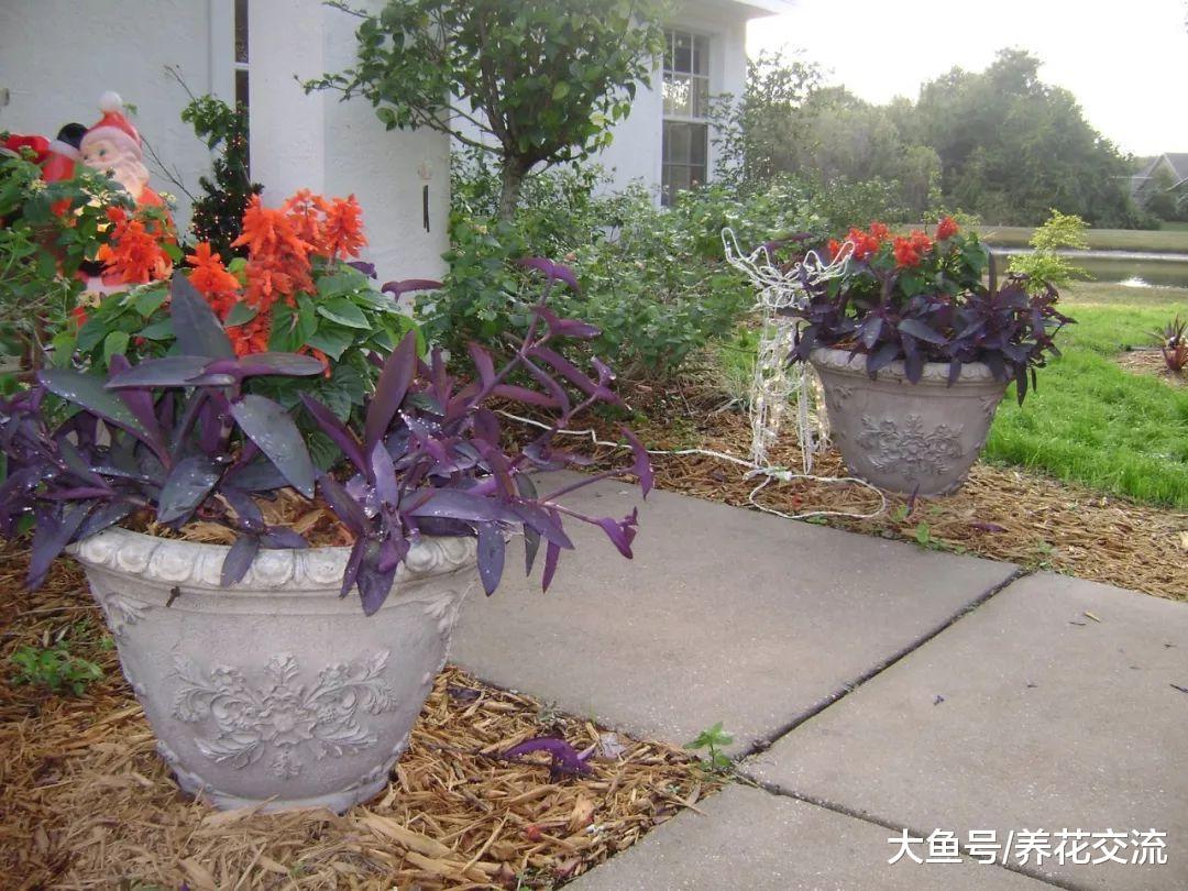 这12种盆栽植物养在室内看起来特浪漫, 新手也能将它们养爆盆