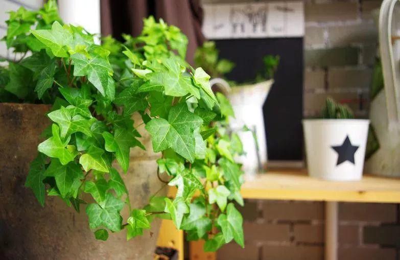 高温天就得把花丢水里, 一天长一截, 看着都凉快!