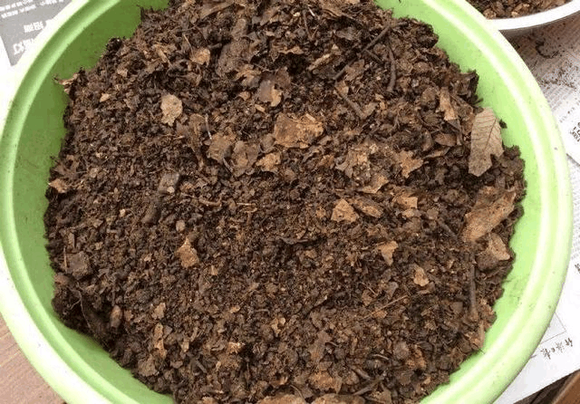 邻居养花盆盆旺, 打听了“秘方”, 家里的花终于有救了!