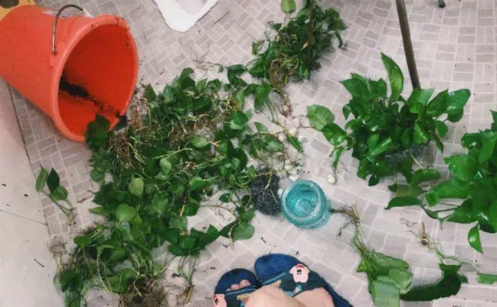 家里养花要注意, 这几种水不能用, 不然养一盆没一盆!