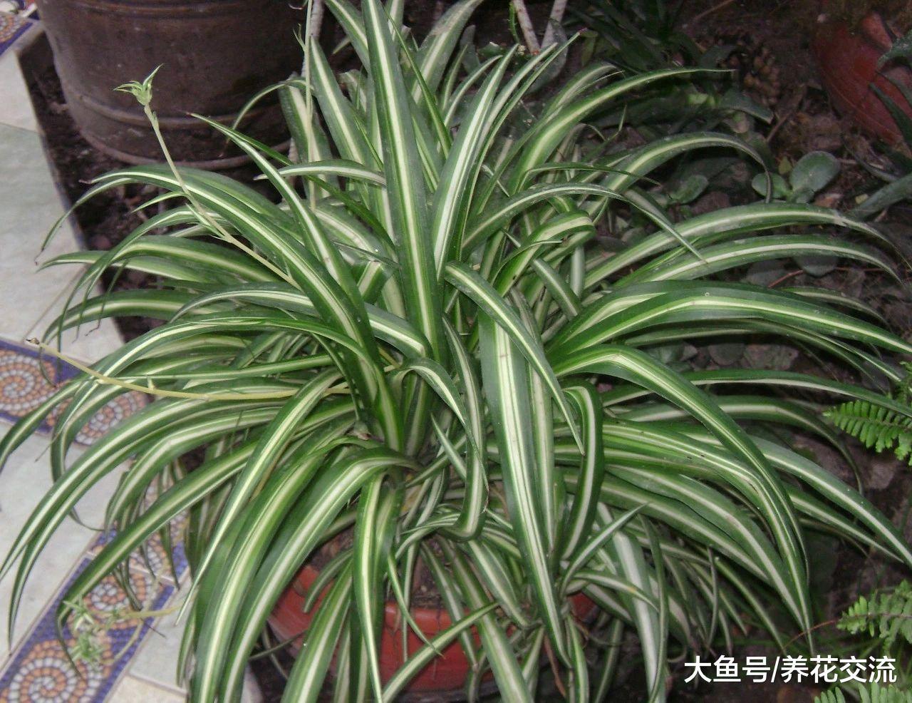 用这些方法照顾吊兰能保持四季常青, 还有机会让它每年开花