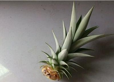 削凤梨的时候, 这个东西不要扔, 种在盆里可以再生小凤梨