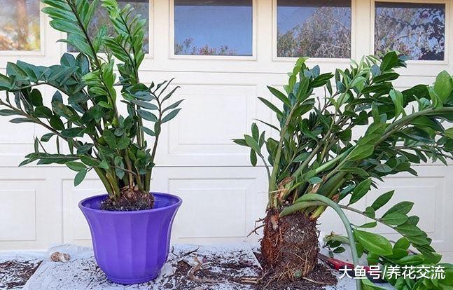 长了几年的金钱树盆栽, 一盆轻松变三盆