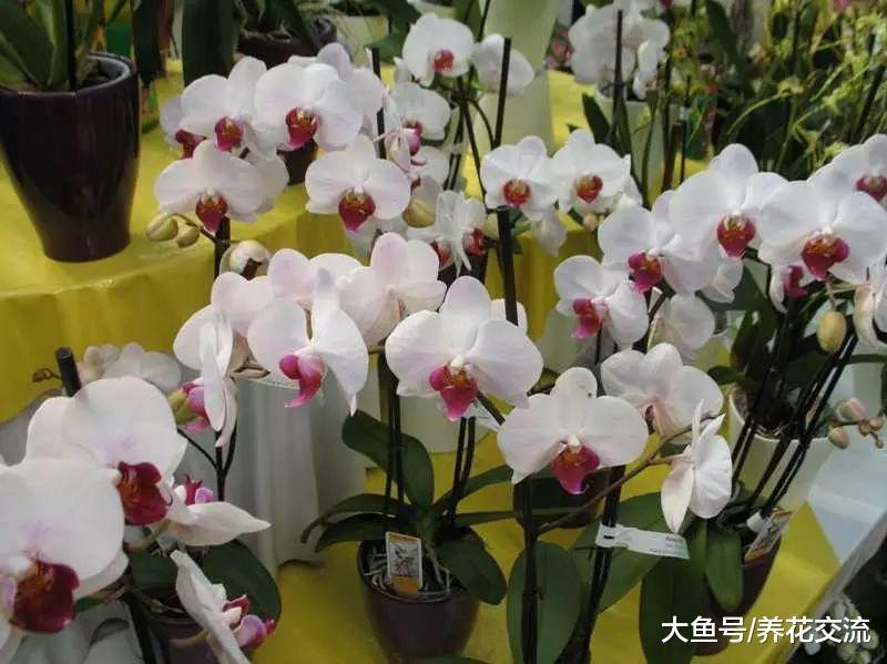 在家里养蝴蝶兰盆栽注意这几点, 花期开完还能开, 不用怕烂根黄叶