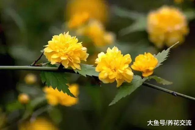 这些开花特别灿烂的开花灌木特别适合养院子里, 种一棵就满园喷香
