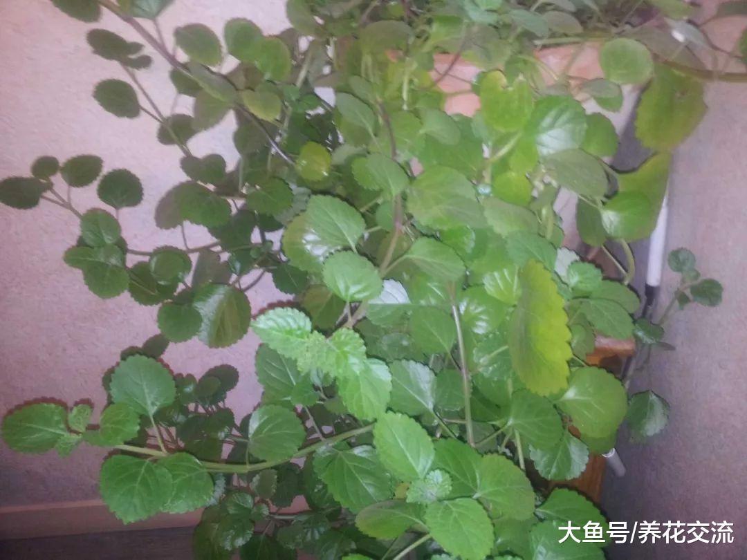 经常被忽略也能生长良好的5种植物, 在阴暗的环境下能存活