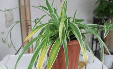 这3种花, 叶子枯黄千万别扔, 狠狠心全剪掉后新芽呼呼冒!